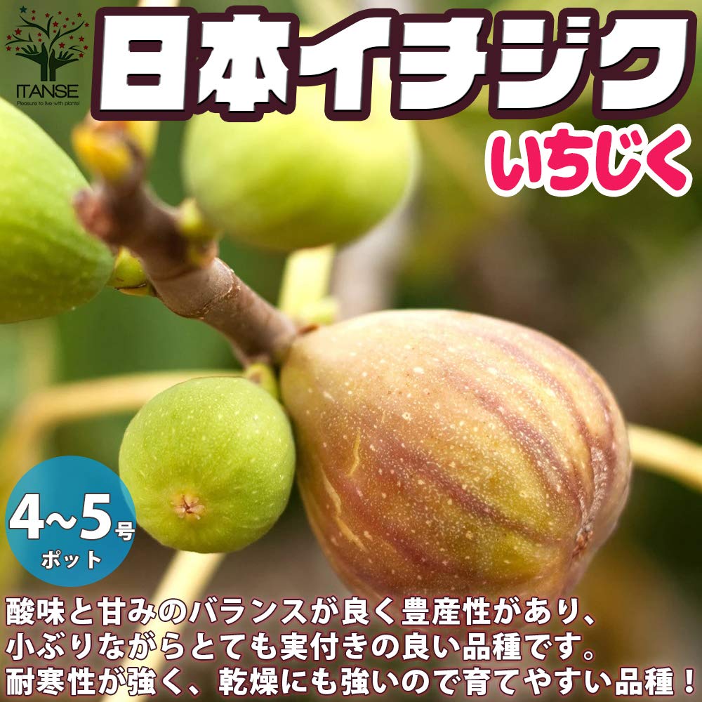 Amazon.co.jp: イチジクの苗木 日本いちじく(蓬莱柿・ほうらいし