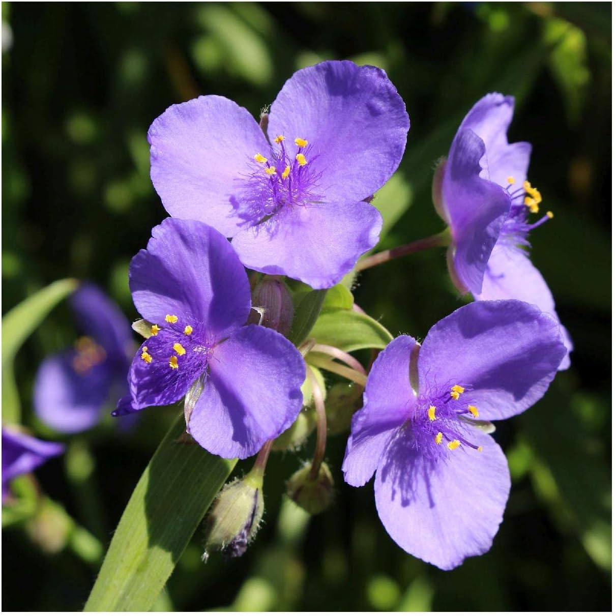 Everwilde Farms - 200 Prairie Spiderwort Native Wildflower Seeds - Gold Vault Jumbo Seed Packet