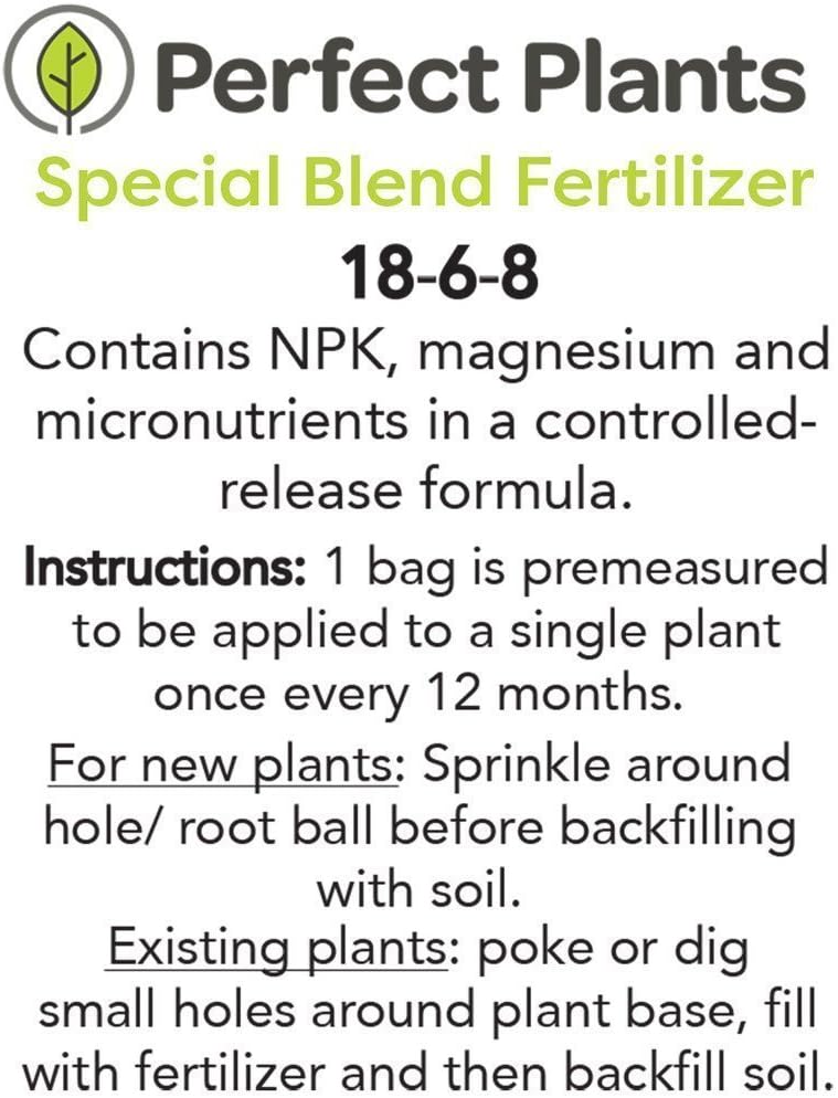 Sky Pencil Holly - Size: 2-3 FT, Live Plant, Includes Special Blend Fertilizer & Planting Guide