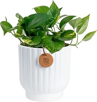 Golden Pothos Live Plant, Devil's Ivy in Decorative Pot, Easy to Maintain, Air Purifying Indoor Houseplant, Home, Room, or Office Decor, House Warming or Birthday Gift, 12-14 Inches Tall