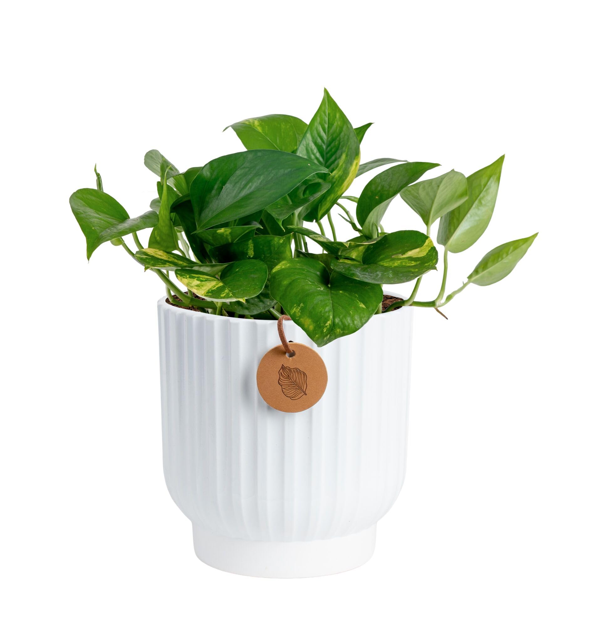 Costa Farms Golden Pothos Live Plant, Devil's Ivy in Decorative Pot, Easy to Maintain, Air Purifying Indoor Houseplant, Home, Room, or Office Decor, House Warming or Birthday Gift, 12-14 Inches Tall