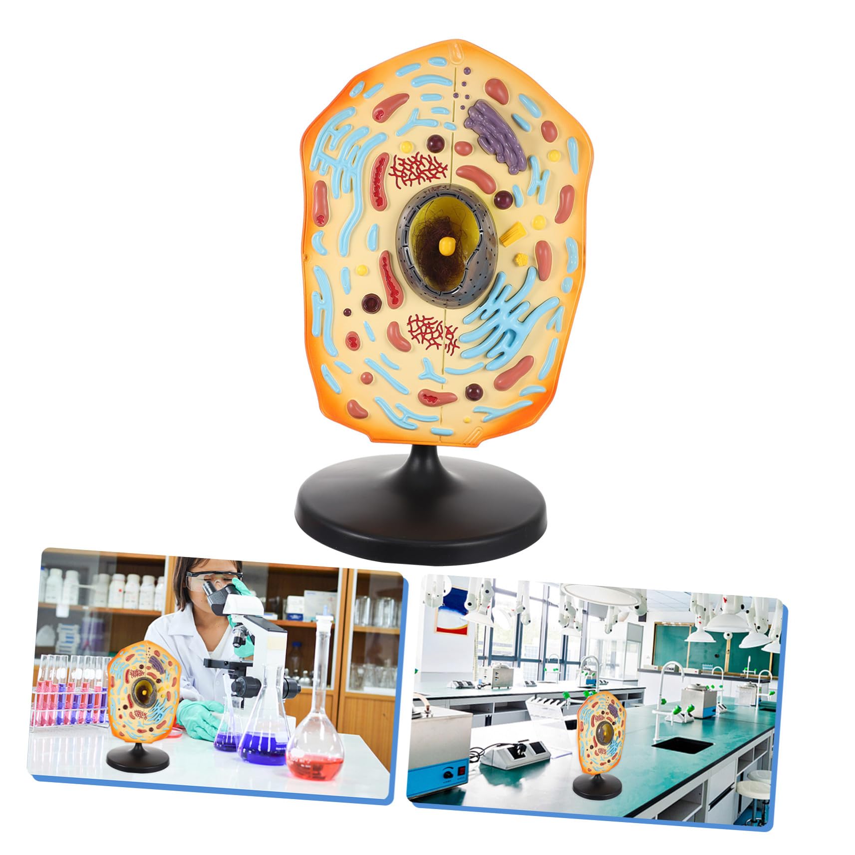 Lehrmodell für Tierzellen Qh3216-1 aus Abs für Schule | Anatomisches Tierzellmodell, Biologieunterricht und Forschung, Pädagogisches Modell zur Darstellung von Zellen