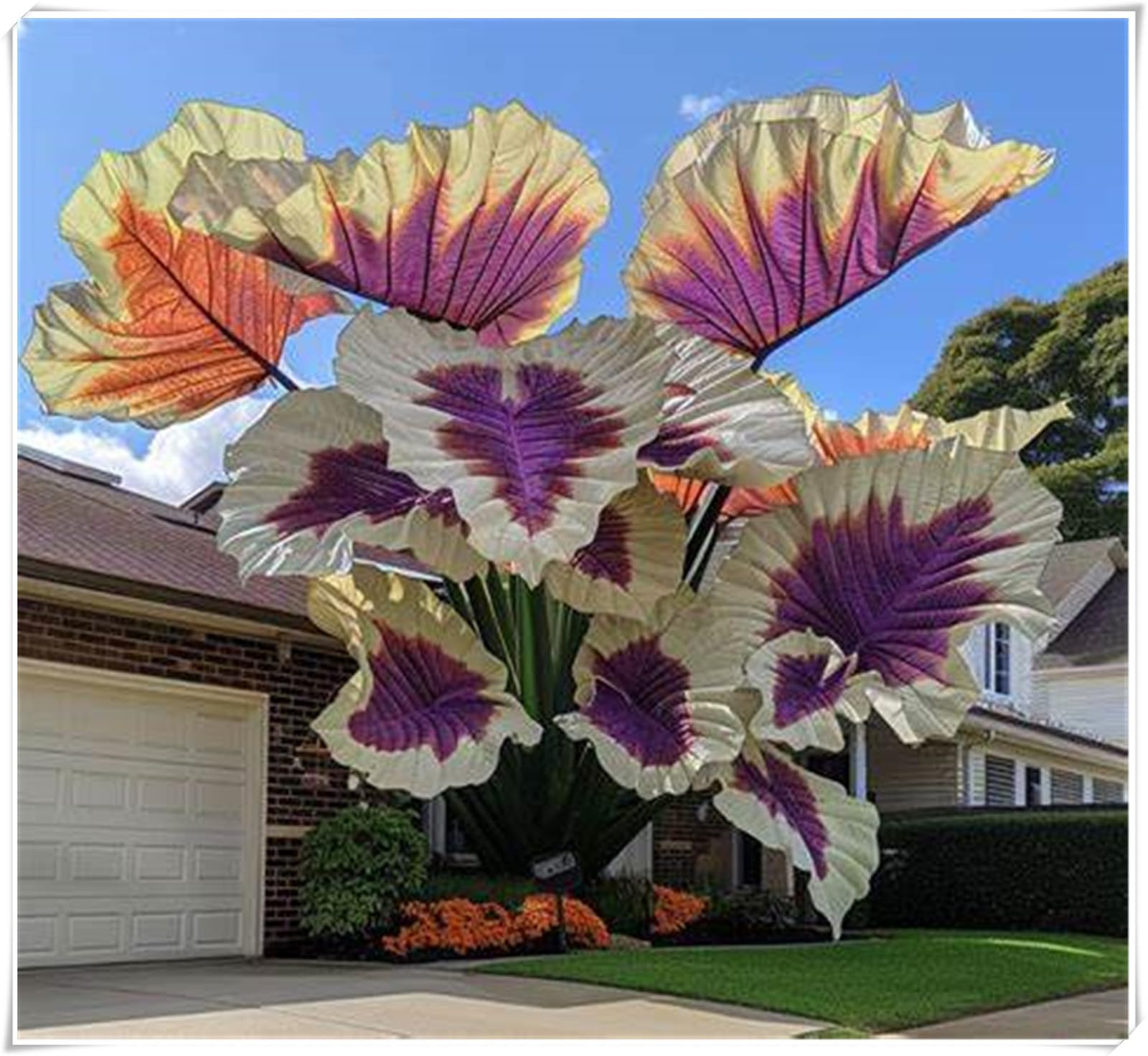 Excellent Display, Alocasia Bulbs, Easy to Plant/Flowering Rhizome, Elephant Ear Bulbs/Wedding Flowers/Good for Containers-3 Bulbs-A