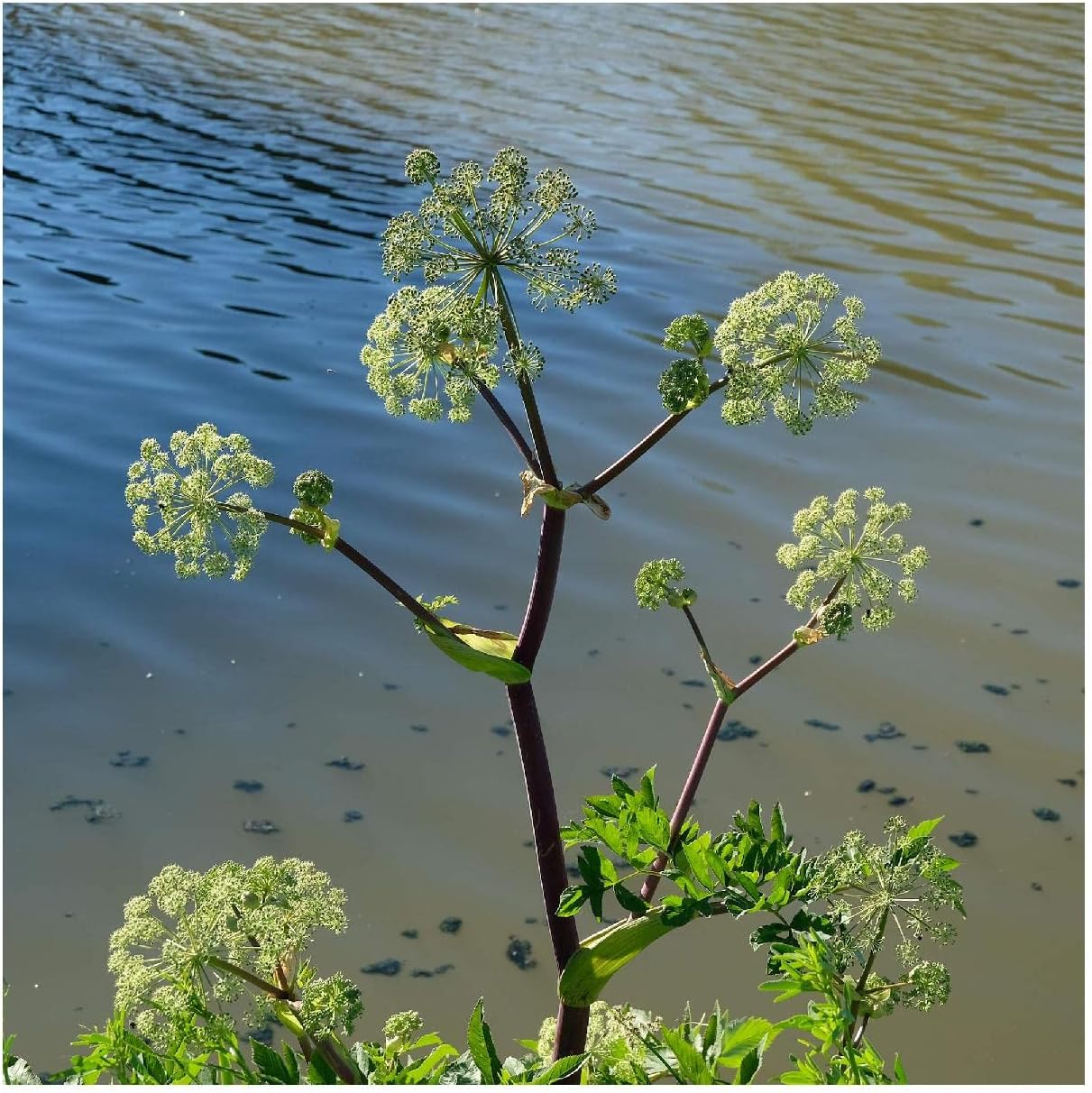 Everwilde Farms - 1/4 Lb Angelica Native Wildflower Seeds - Gold Vault