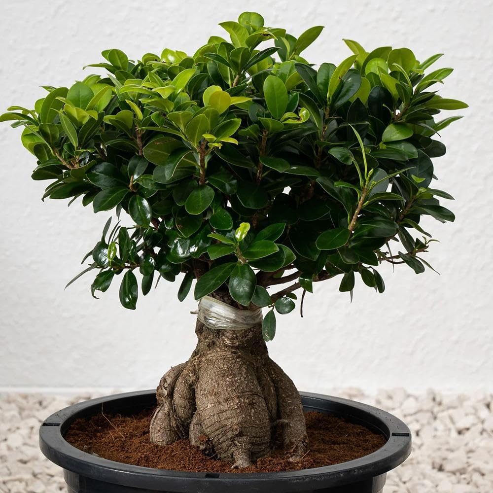 Ficus Ginseng Bonsai Live Indoor Air Purifying Plant Pack of 1 tg6 | Easy Care, Home & Office Decor, Lucky Plant, Desk & Table Use, Dwarf Ficus Microcarpa-image-41