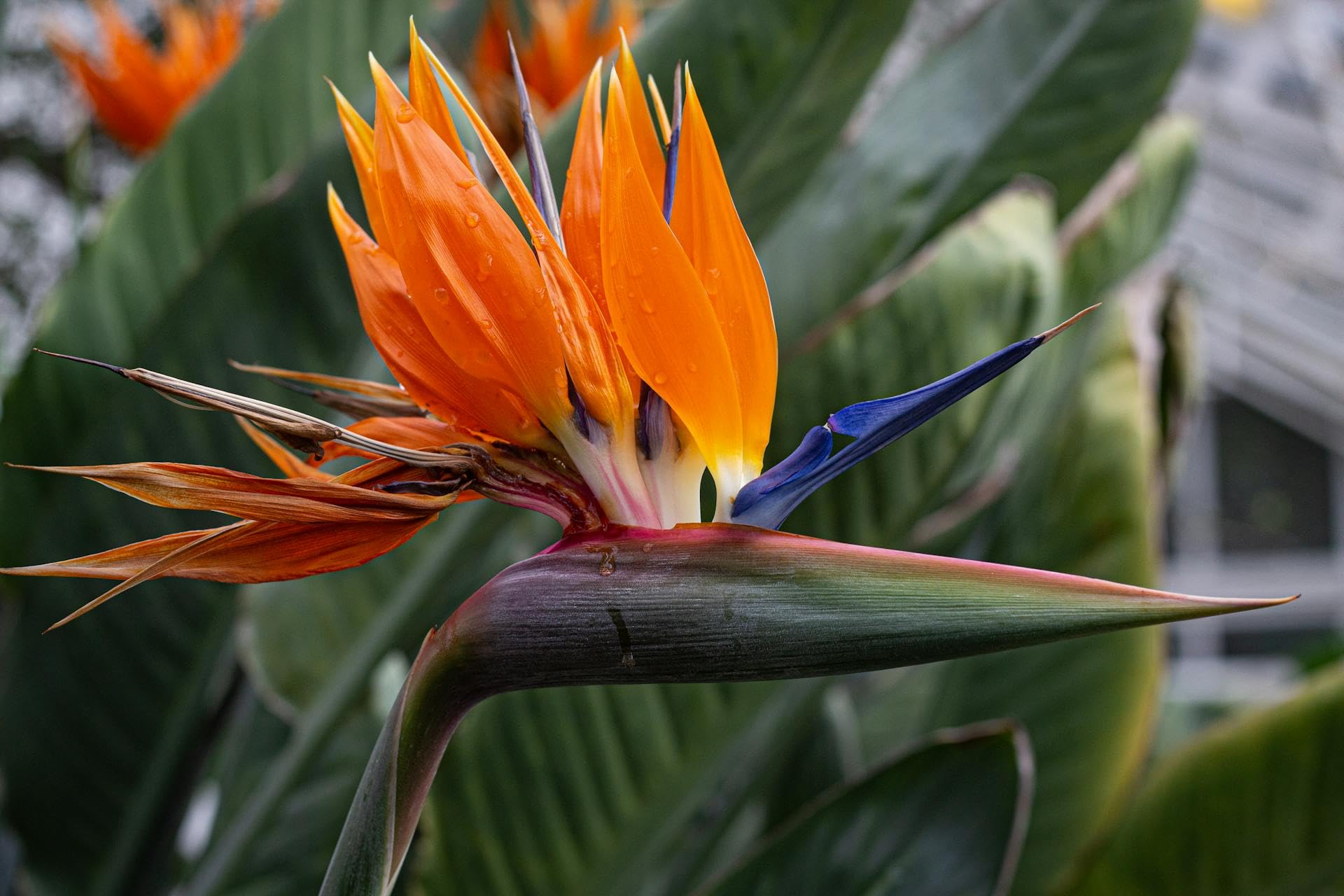 Amazon.com : Live Orange Birds of Paradise Plant - 'Orange Birds of  Paradise' Strelitzia Reginae - ragnaroc Tropical Plant 6-10 Tall - 1ct -  Live Arrival Guaranteed - House Plants for Home