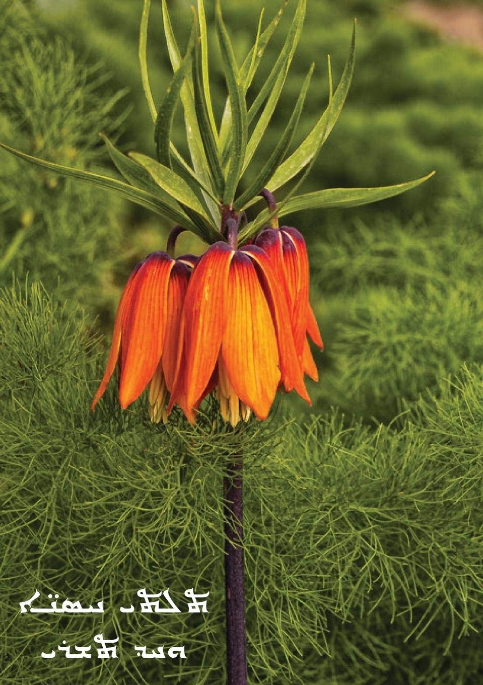 Thirty Springs and an Autumn: Assyrian Poetry