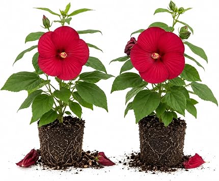2 Red Hardy Hibiscus Plants, Blooming Garden Shrub, 5-9 Inches