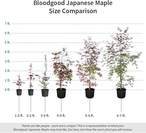 Miniatura 3 de Arce japonés Bloodgood, Rojo