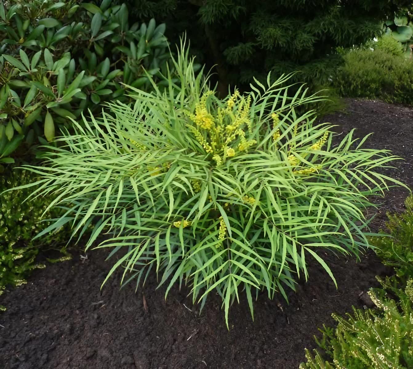 Carbeth Plants Mahonia aeurybracteata Soft Cares in 9cm Pot (1 Plant)