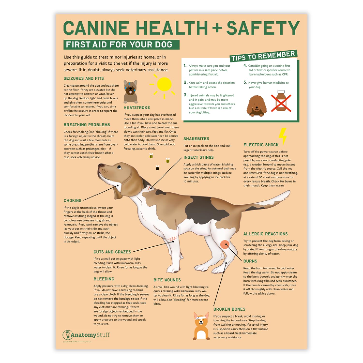 Anatomy Stuff Dog First Aid Canine Health And Safety: First Aid For Your Dog Poster 45X60 Cm, 18X24 Inches, Veterinary Wall Chart, Pet Owner Poster