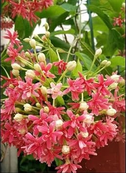 5 Rangoon Creeper Seeds, Red Pink Quisqualis Flower Seeds Combretum indicum Seed