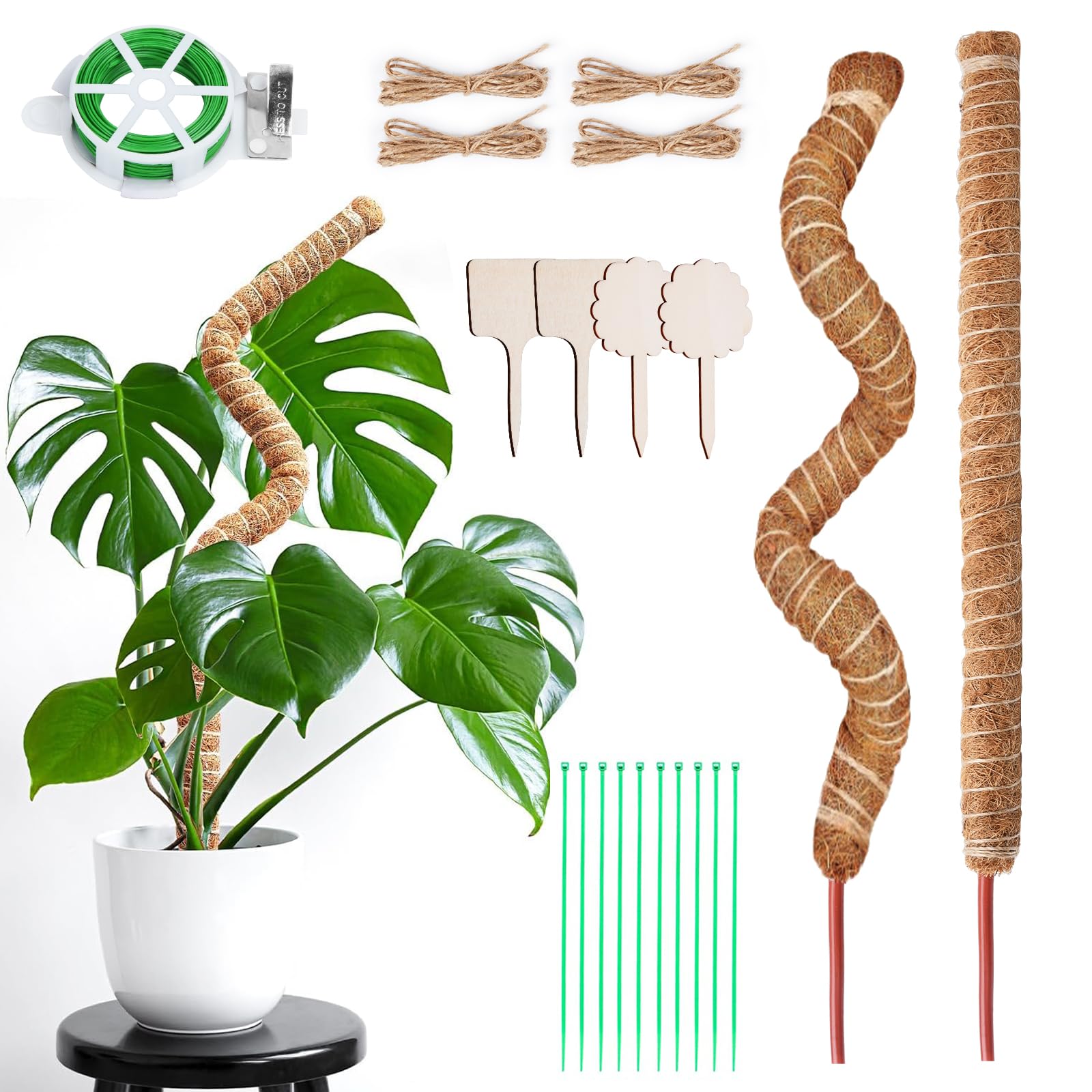 philodendron luxurians vs gloriosum Philodendron 'Glorious' main image 1