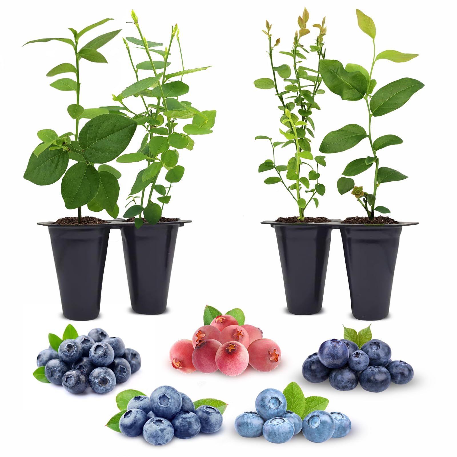Blueberry Plants Collection