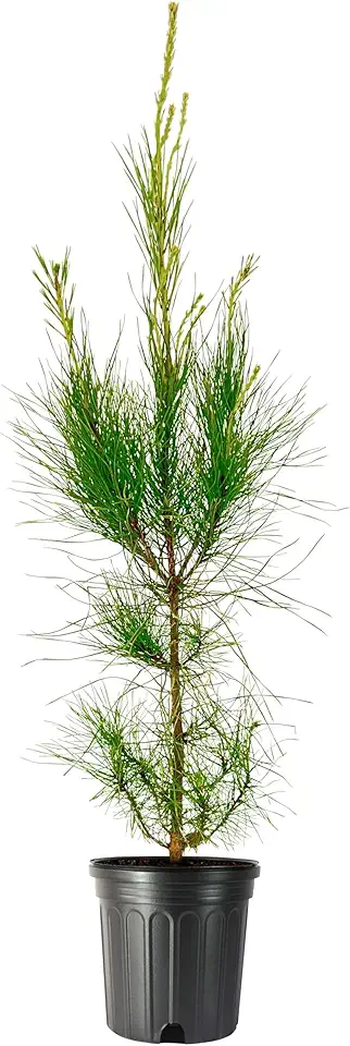 Loblolly Pine 3 Gallon Trees — Fast-Growing Shade Evergreens