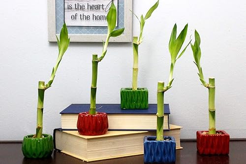 Miniatura 2 de Tallo individual de bambú de la suerte vivo de 4 pulgadas con maceta cuadrada roja, planta de interior para buena suerte, fortuna, Feng Shui y