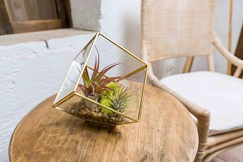 Miniatura 3 de Heptaedron - Kit de terrario geométrico de vidrio con abdita e ionantha rojas, soporte para plantas de aire Tillandsia, planta de interior y