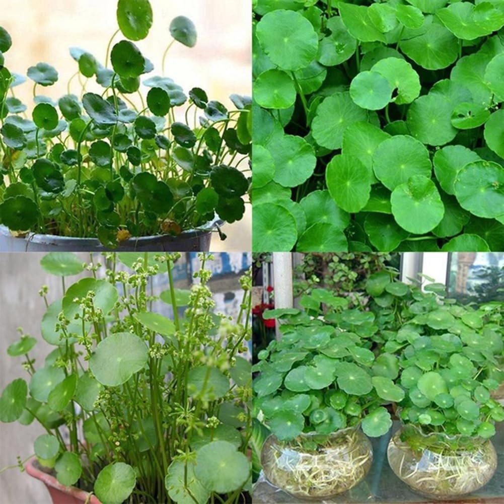 50 pièces Dichondra Pistia graines jardin étang plante piscine Aquarium réservoir décor jardinage cadeau pour hommes, femmes, enfants Graines de Dichondre
