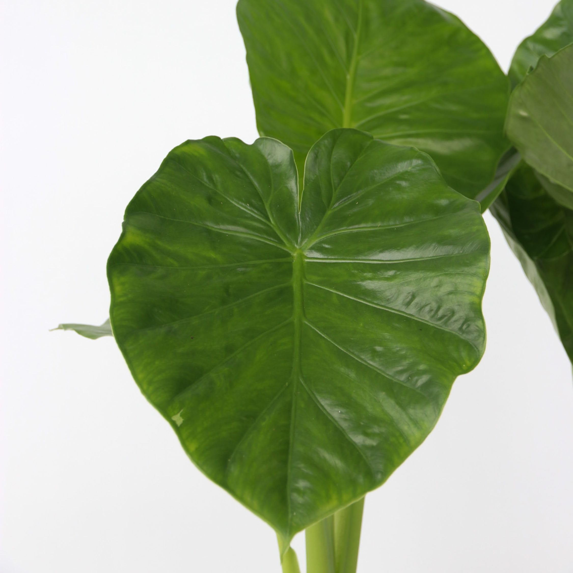 Plant in a Box - Alocasia Odora - Hermosa Planta de interior verde - Maceta 17cm - Altura 55-75cm