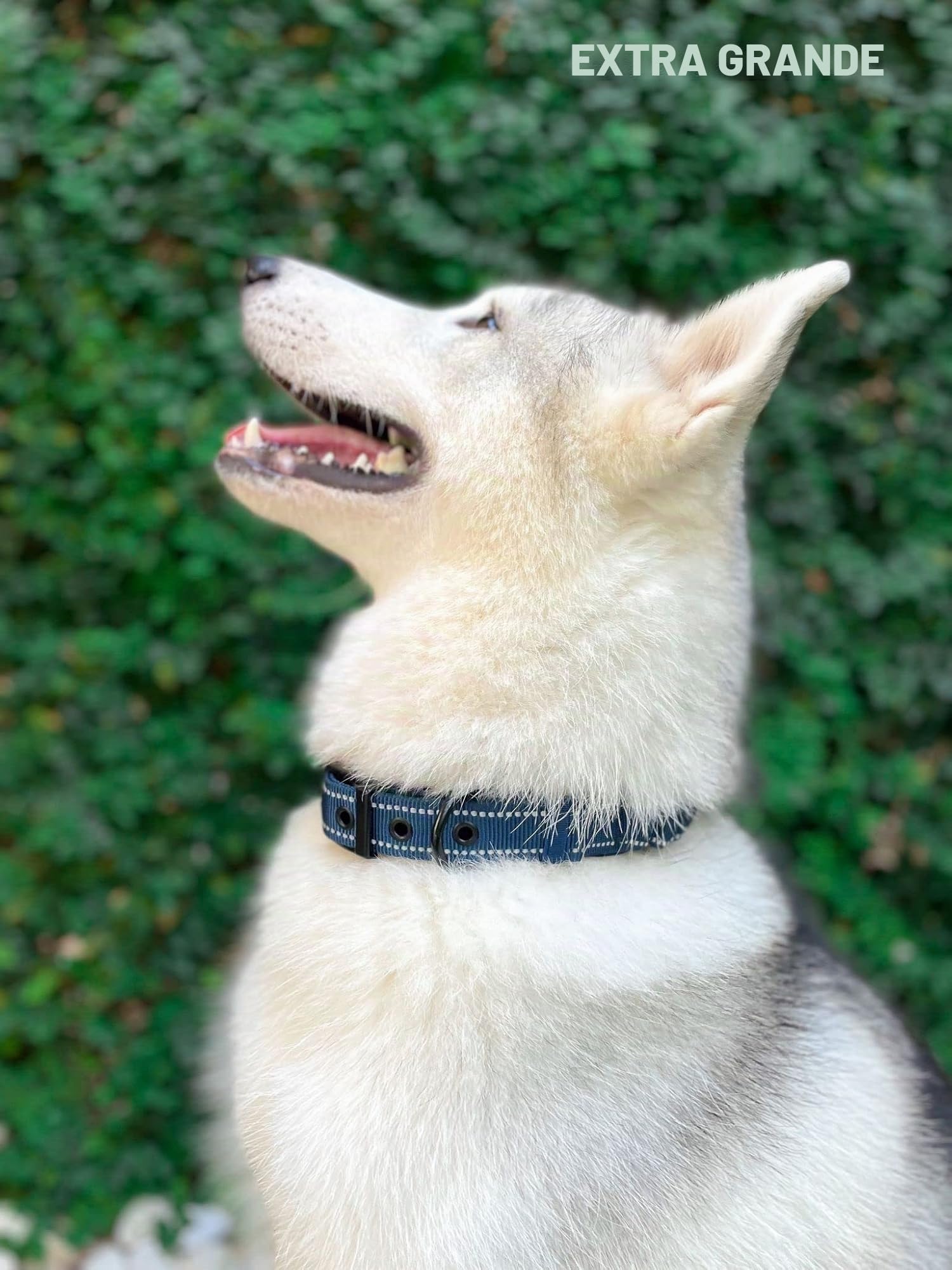 Tuff Pupper Collar de perro resistente con asa, collar de nailon balístico resistente, collar reflectante acolchado con herrajes de acero inoxidable ajustables, tamaño conveniente para todas las razas