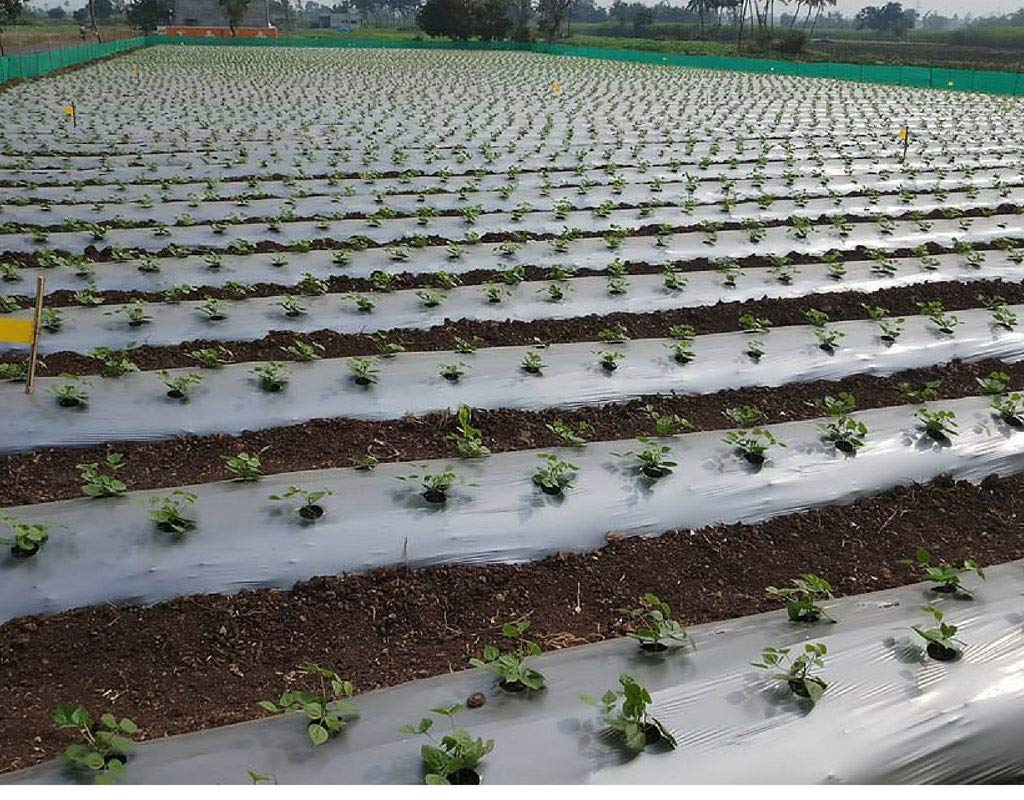 Mulching Film 400m - 30 Micron Black/Silver -2