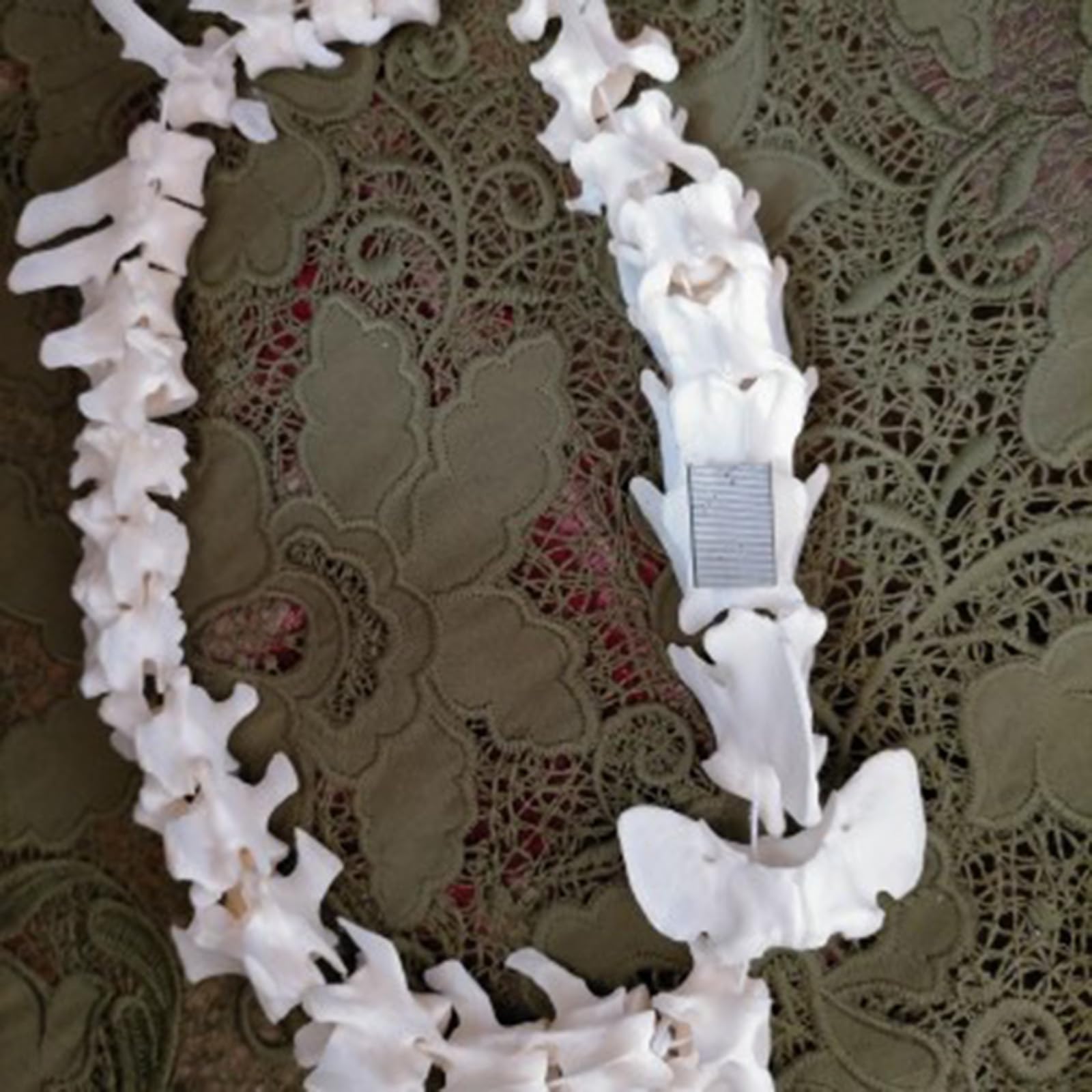 Modelo de Hueso de Esqueleto de Esqueleto de Perro Anatómico Canino Decoración de Hueso de Esqueleto de Animal para exhibición Laboratorio Enseñar Veterinaria