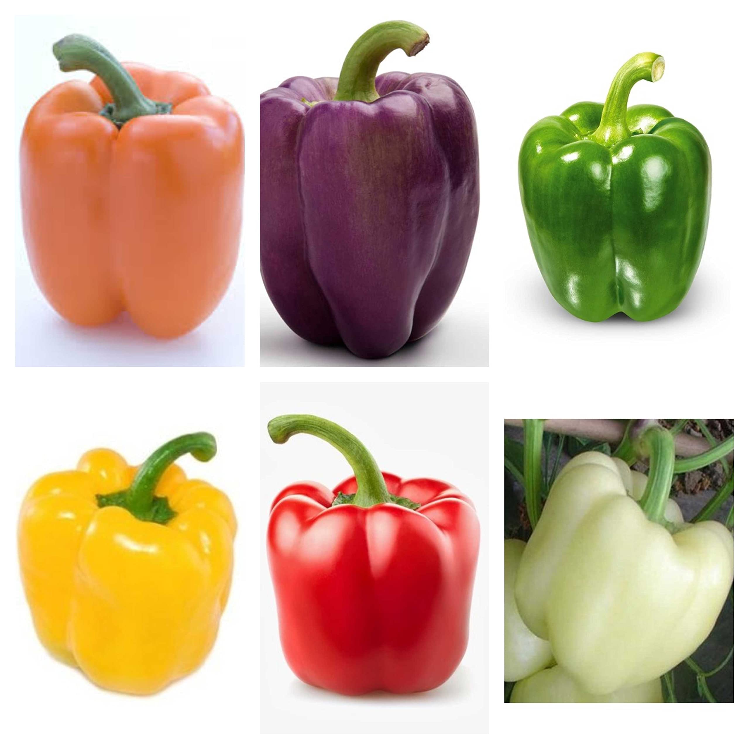 GARDENIFY INDIA Capsicum Seeds Combo (B09N1FNBLR) Amazon Price History, Amazon Price Tracker