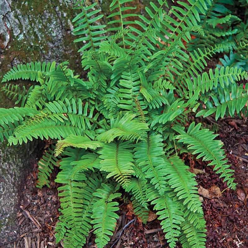 50 Christmas Fern Roots - Live Native Fern Rhizomes - Polystichum acrostichoides - (50 Pack)