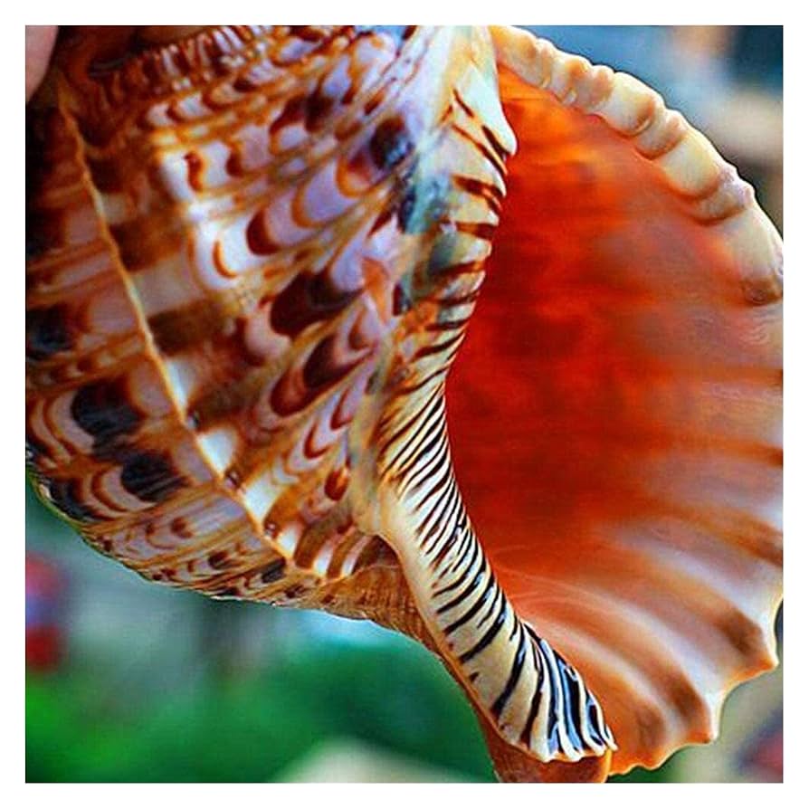 Amazon.co.jp: 20-2cm自然な巻き貝の大きい巻き貝の貝殻水族館の