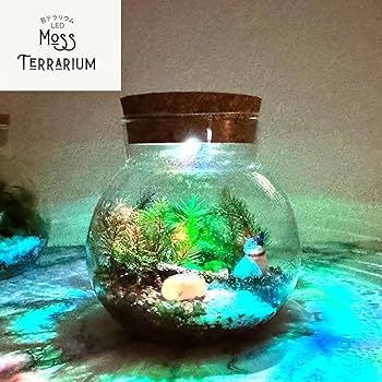 No.298 苔アート　苔テラリウム　完成品 No.288 苔アート 苔テラリウム 完成品 - メルカリ