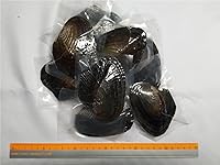 Vista 2 de 1 ostra con 25 perlas ovaladas arcoíris dentro de cada ostra, mini monstruos, ostras de monstruo arcoíris, ostra de mamá grande