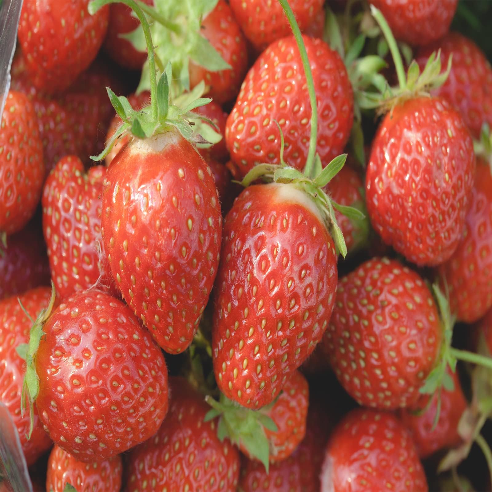 Hayloft Fragaria Cambridge Favourite | Strawberries| Fruit| (40 x Bare Root)