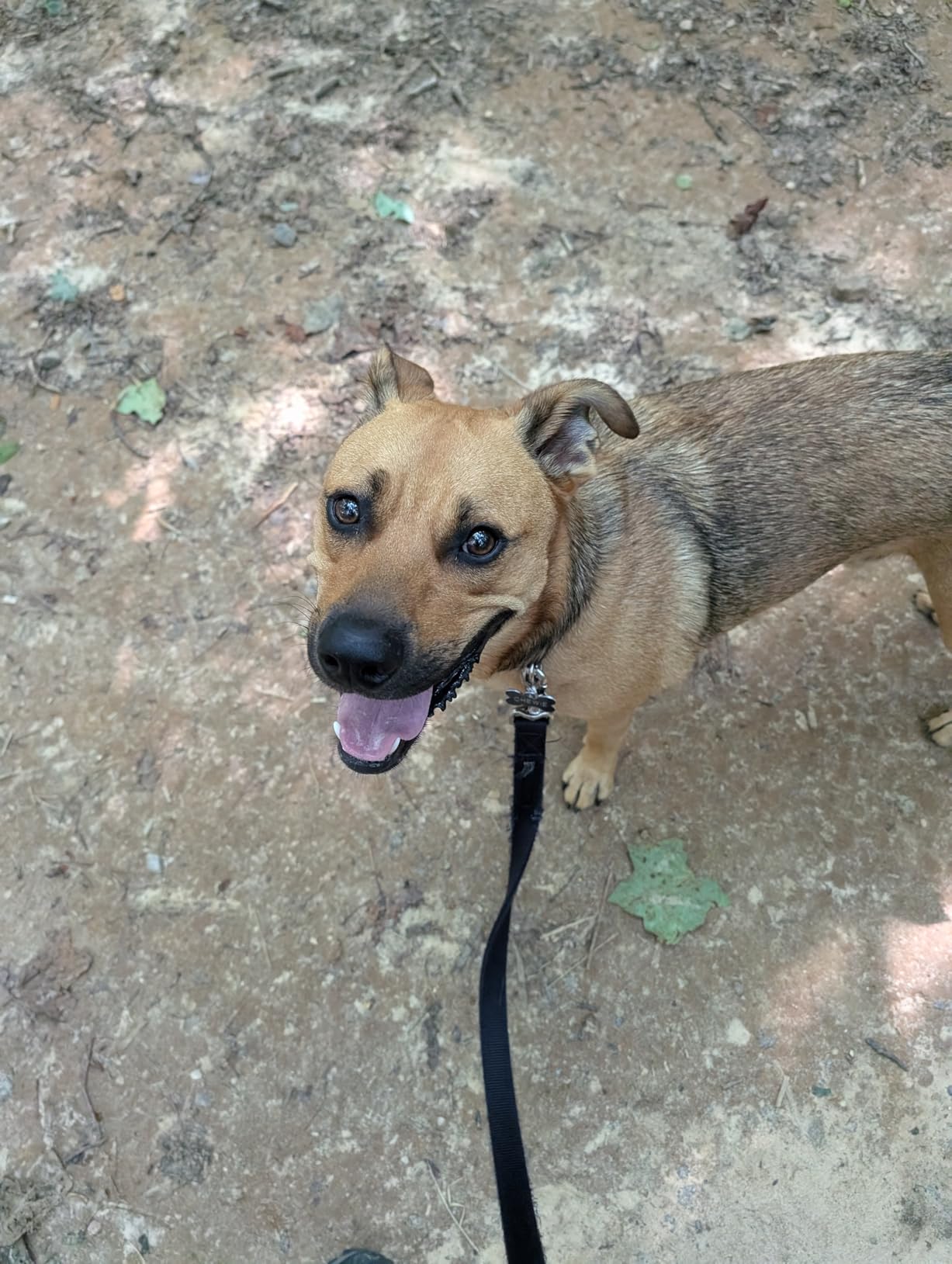 Blue Buffalo Life Protection Formula Adult Dry Dog Food, Chicken & Brown Rice Recipe, Made with Natural Ingredients, Helps Build and Maintain Strong Muscles, 15-lb. Bag photo review