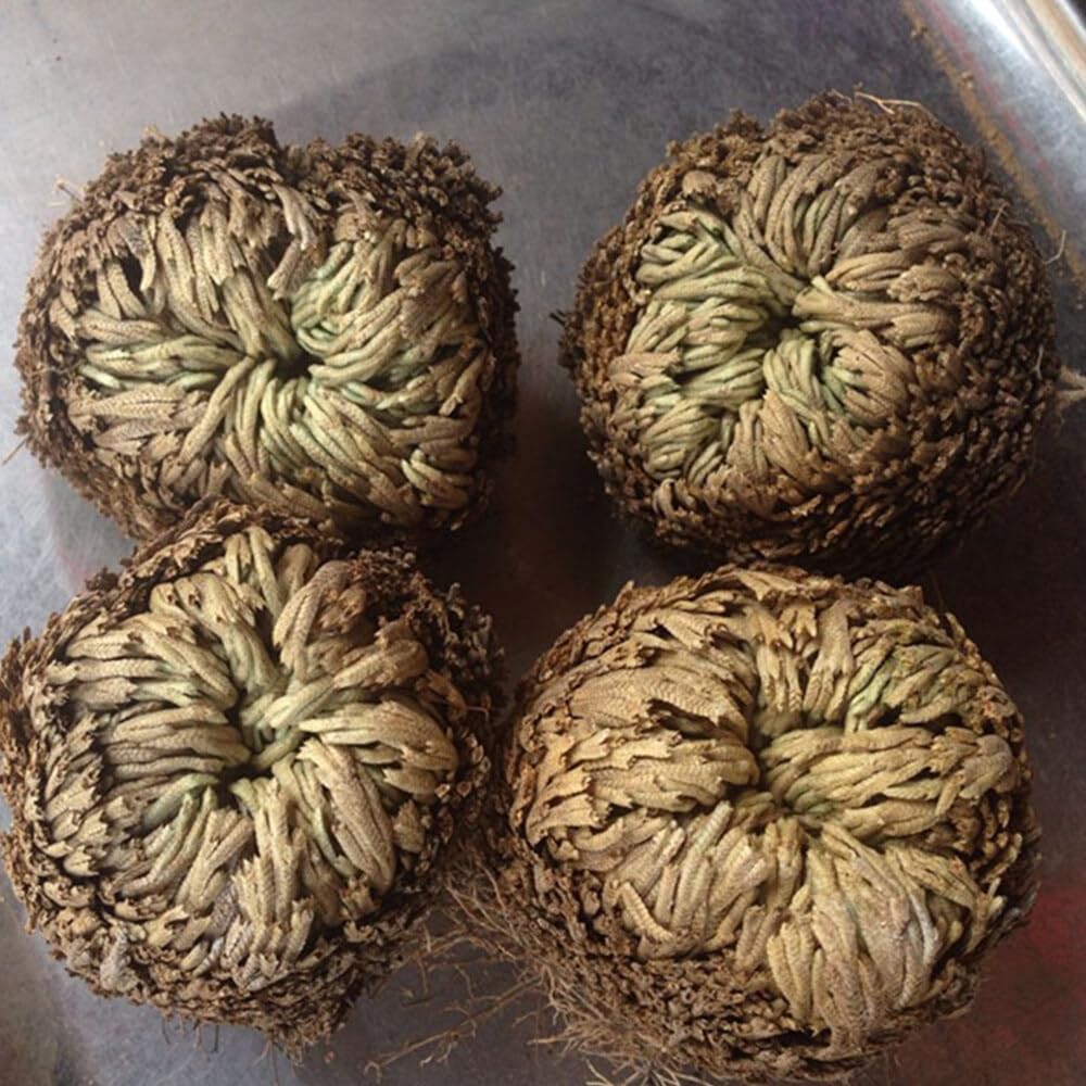 Rosa De Resurrección Aire De Helecho Spike Moss Live - Selaginella Lepidophylla Rosa Seca para Limpiar Suerte Y Prosperidad