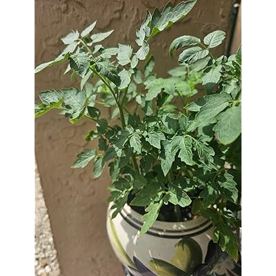 DANIEL YARDS Blue Java Banana Seeds - 100pcs - Sweet & Nutritious India ...