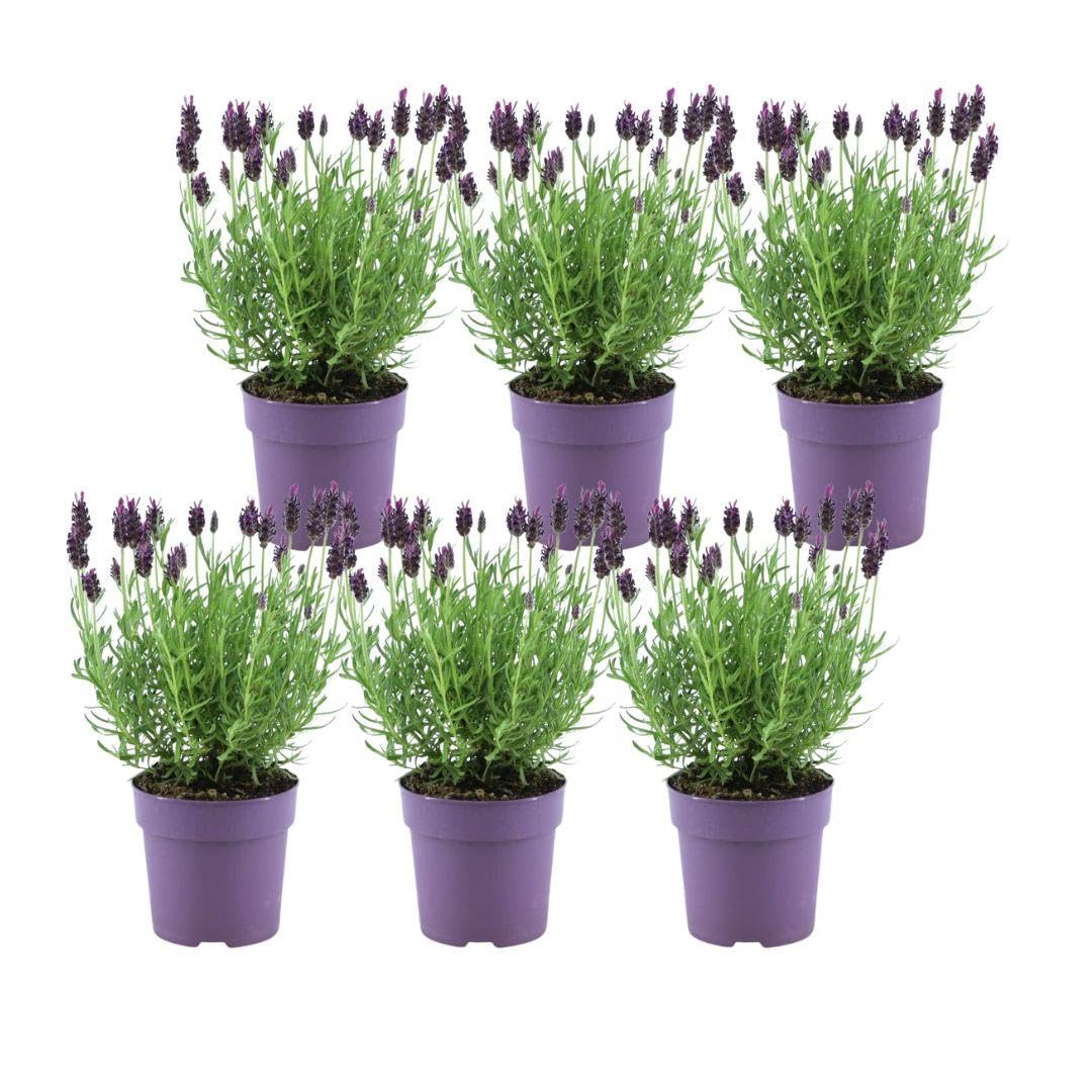 Lavanda Stoechas Anouk, per Giardino, Viola, Set da 6 Pezzi, Vaso 12 cm
