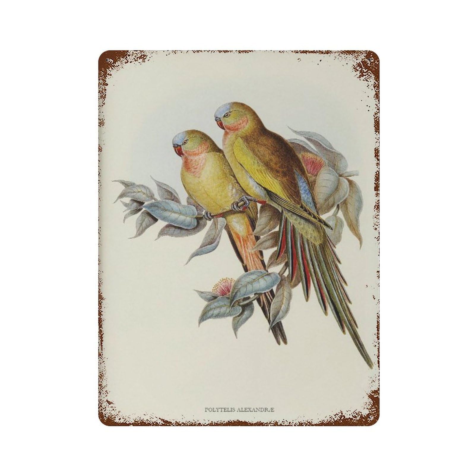 xiaoxiaoshen Vintage Parakeet Princess of Wales Bird, Home Decor Wall Decor Art Metal Tin Poster Modern Home Decor Art Home Bar Shop Decorations Vintage Sign 40x30cm