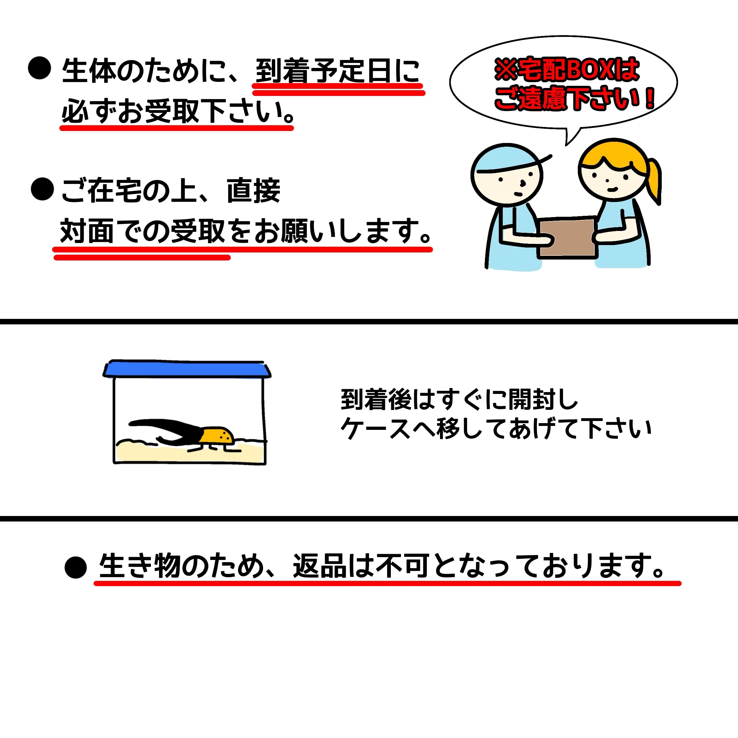 Amazon | 【アートオブヘラクレス】 ネプチューンオオカブト ペア オス 