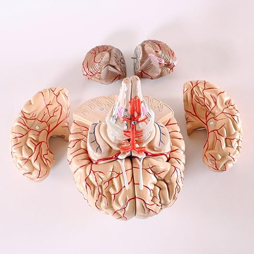 Miniatura 3 de Wellden Modelo anatómico de cerebro, de 9 partes, con arterias, tamaño real.
