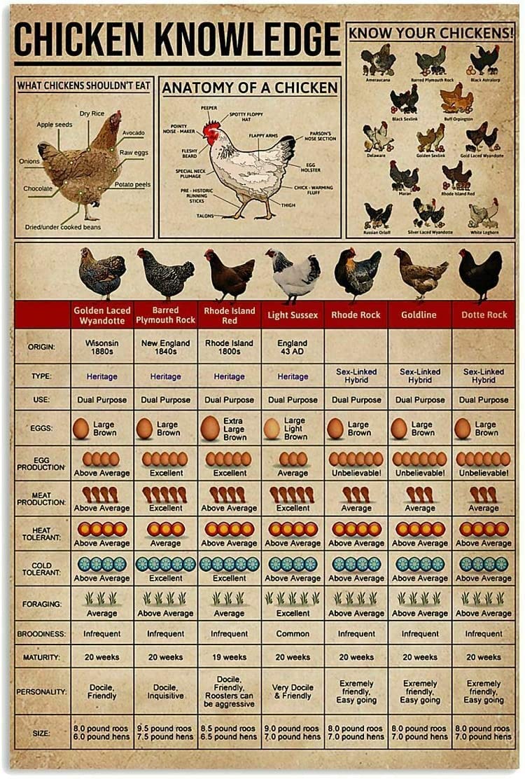 rayprint Practical Farm Retro Metal Tin Sign Chicken Knowledge Plaques Chicken Farmers Reference Guide Posters Farmhouse Chicken Coop Yard Wall Hanging Signs Decor 12x16 Inches