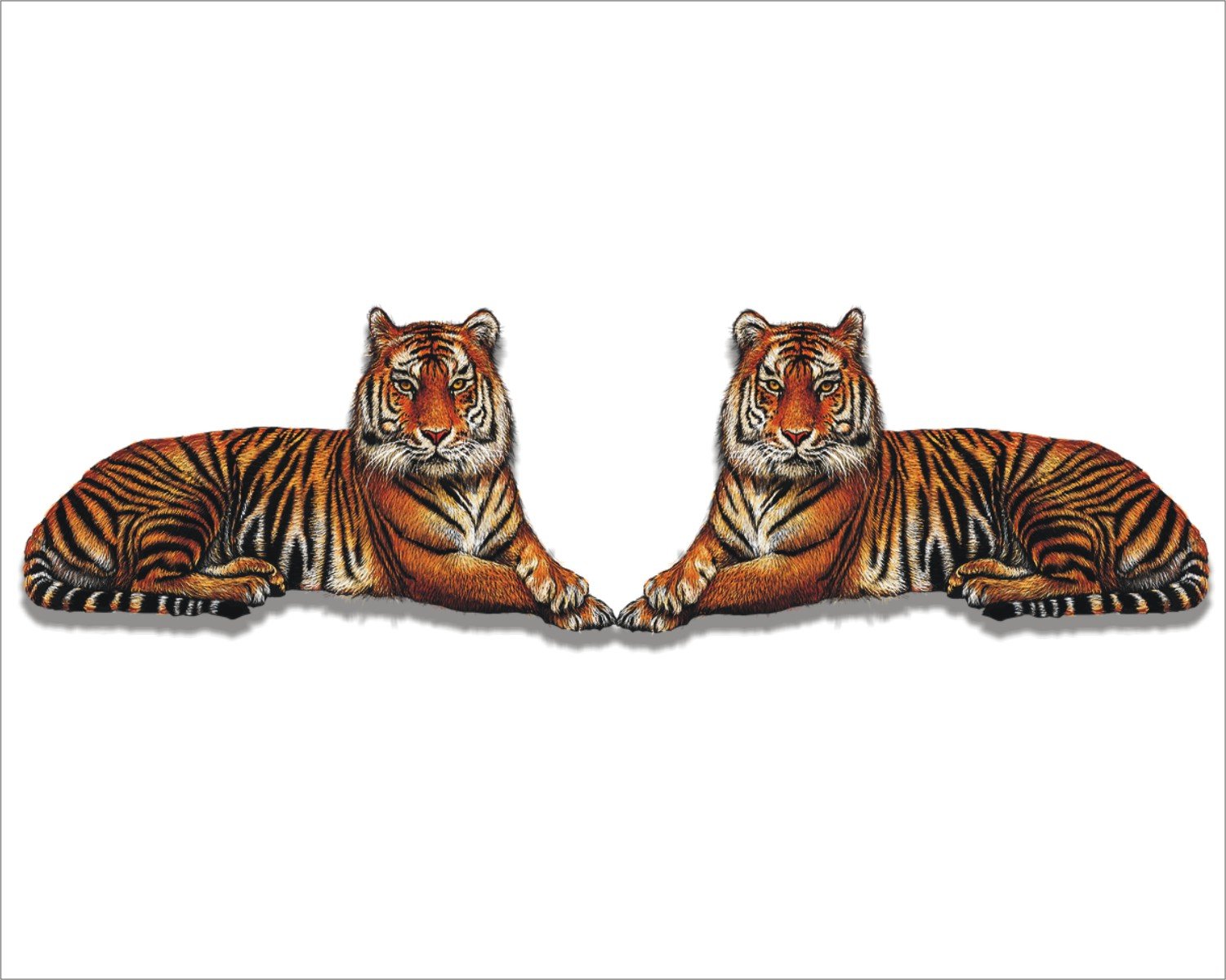Amazing Two Tiger 'Lower Part Wall Sticker' Large Self Adhesive, Waterproof, 3D, Just Peel and Stick.