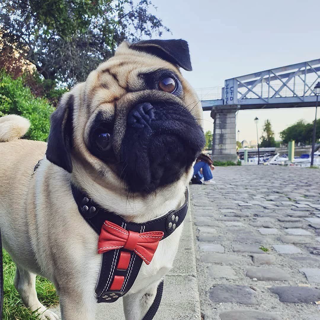 Pettorina Bestia Bowtief in pelle per bulldog francese. 100% pelle. Realizzato a mano Prima qualità.