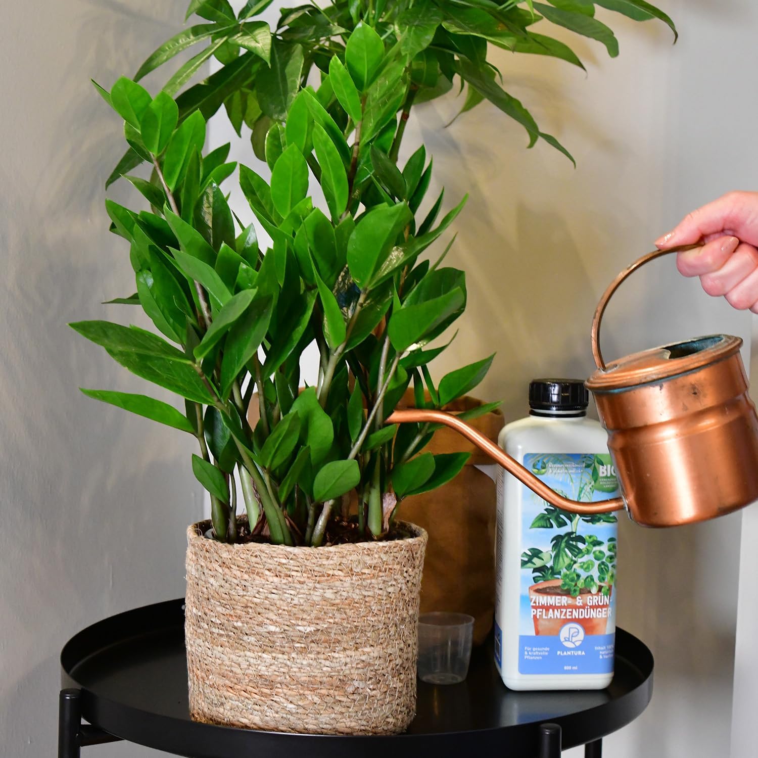 4er Zimmerpflanzen Set mit Übertöpfen – Bergpalme, Monstera, Philodendron Birkin, Glücksfeder – pflegeleicht, luftreinigend – Höhe 20–70 cm, Töpfe 10,5–17 cm – frisch aus der Gärtnerei