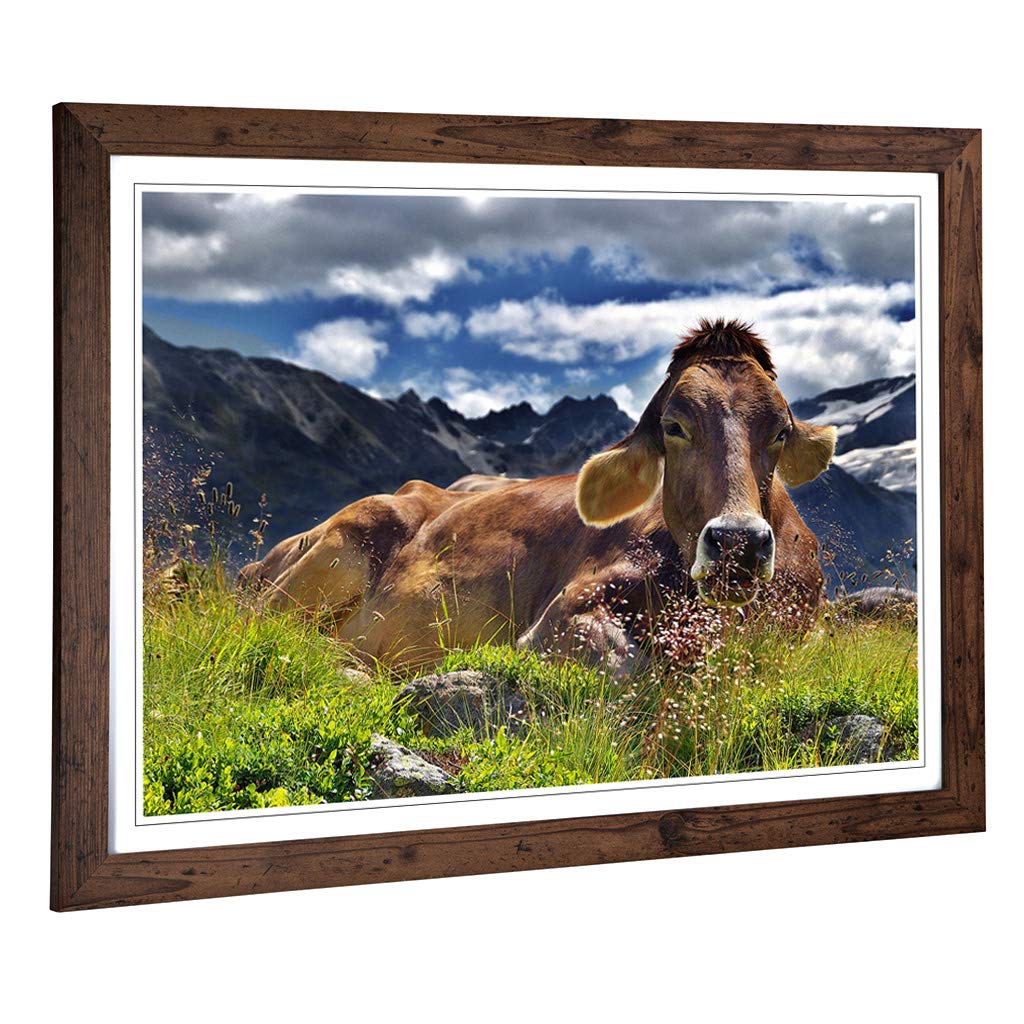 Big Box Art Framed Print of Resting Cow on The Alps Landscape Design | Wall Art Picture | Home Decor for Kitchen, Living Room, Bedroom, Hallway, Walnut, A2 / 24.5x18 Inch / 62x45cm