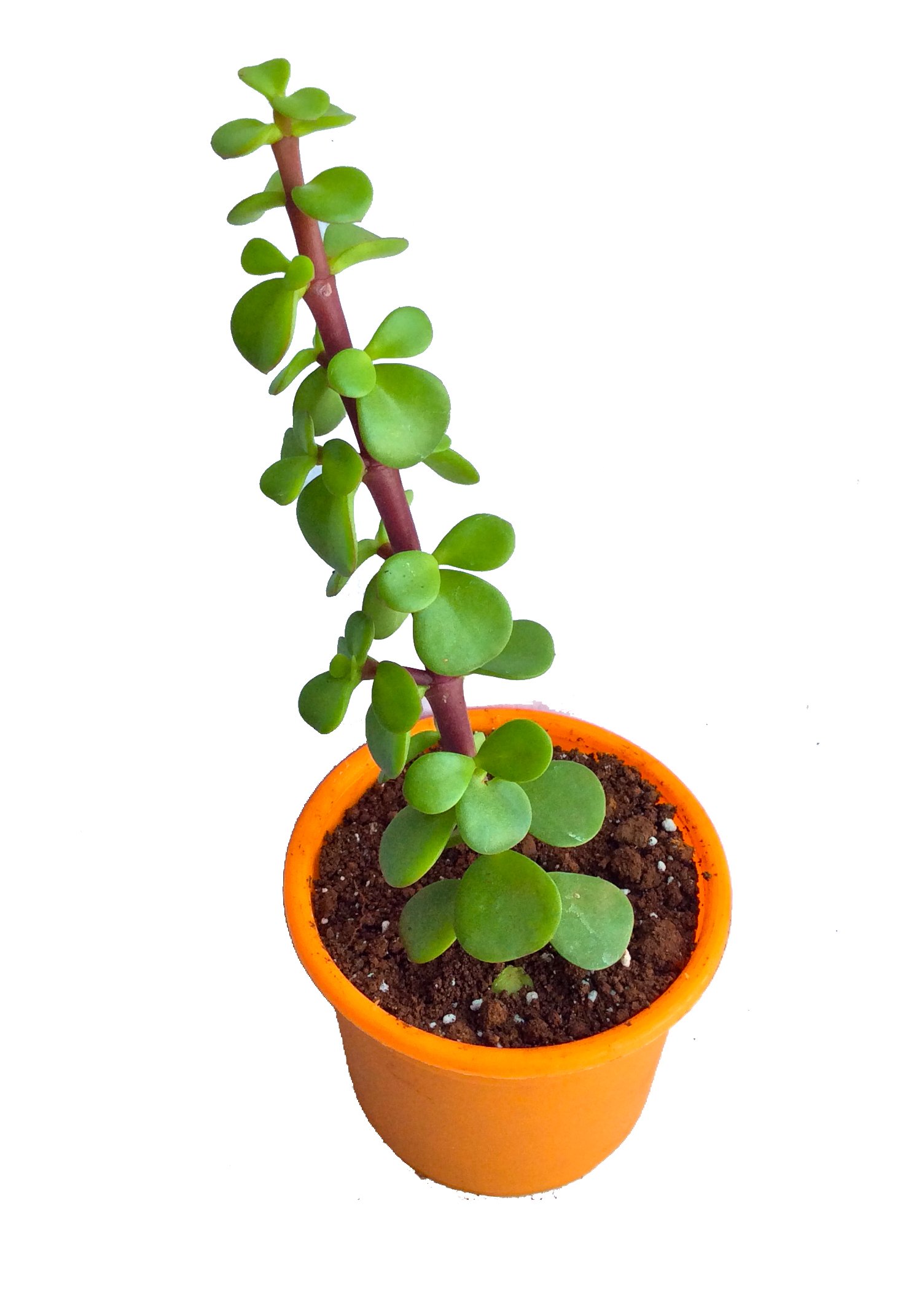 9Blooms Natural Small Portulacaria Afra Dwarf Jade Variegated Plant Outdoor/Indoor Oxygen & Air Purifier 3-4Inch (Green) (B074WYSGFR) Amazon Price History, Amazon Price Tracker