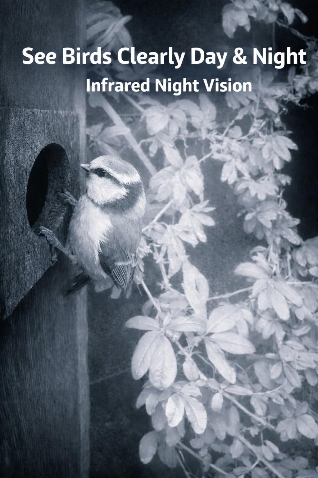 Bird Box Cámara WiFi 4MP - Cámara solar para casa de pájaros para monitoreo de entrada de caja nido, visión en vivo en la aplicación del teléfono, visión nocturna, alertas de movimiento, cámara de