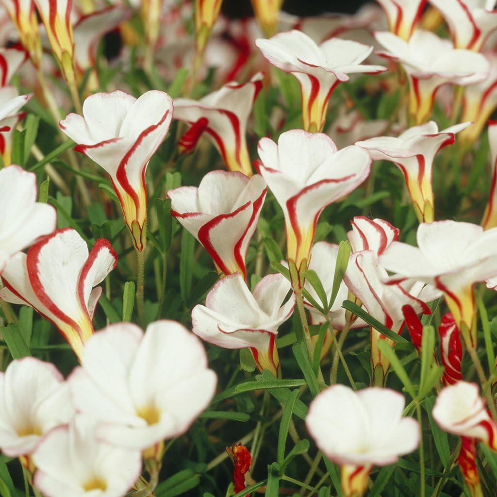 Van Zyverden Oxalis Versicolor Set of 5 Bulbs