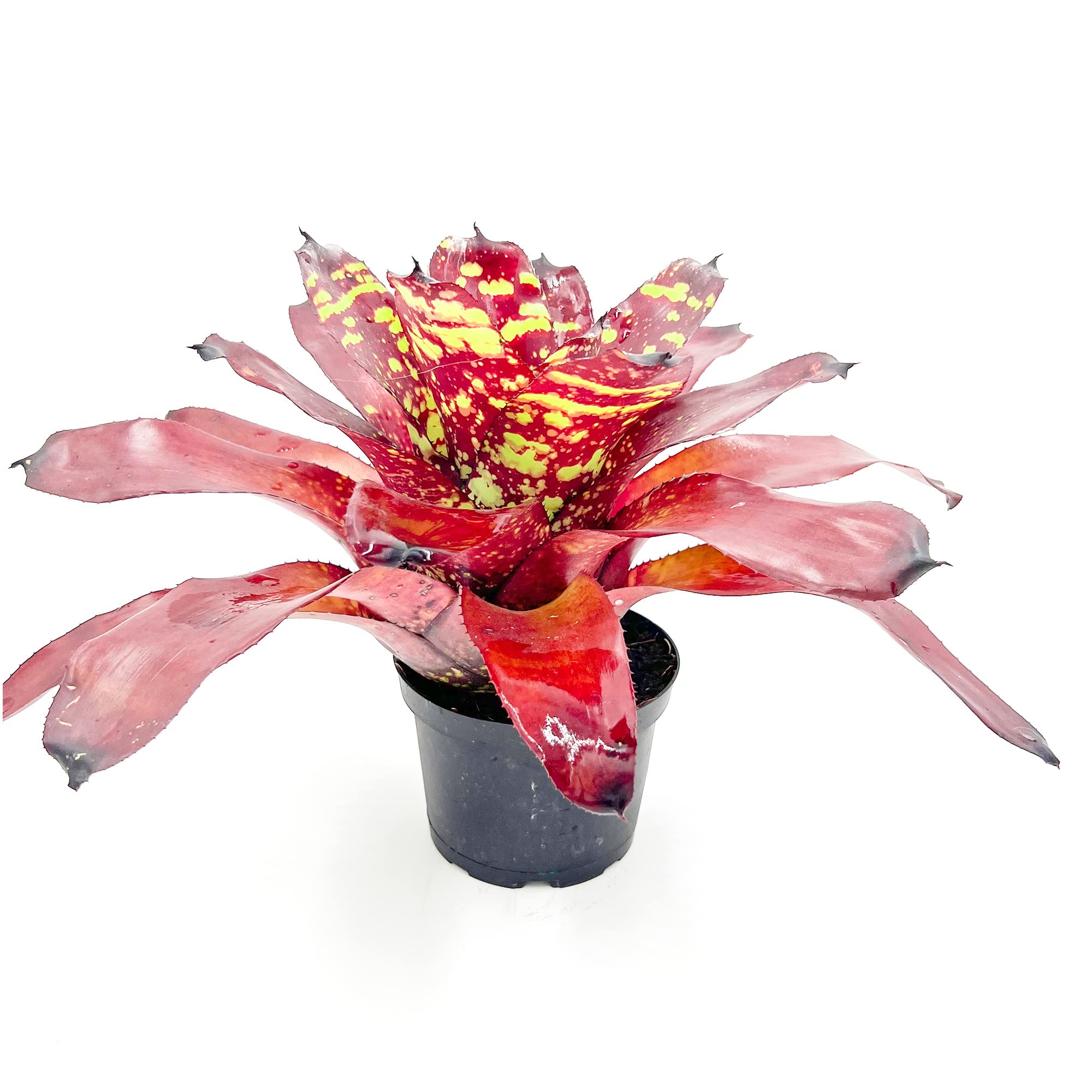 ragnaroc Live Plants - Bromeliad Neoregelia 'Green Eye', 16" Wide and 12" Tall in 6" Pot - 1ct - Live Arrival Guaranteed - House Plants for Home Decor & Gift