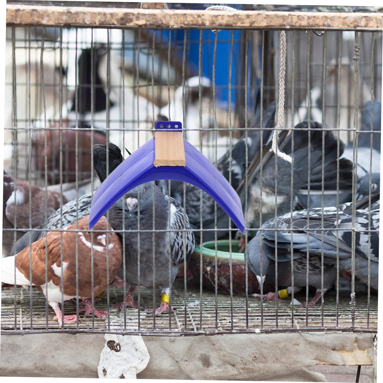 Support pour Oiseaux Perchoir Bleu Lot de 10 en Bois et PP