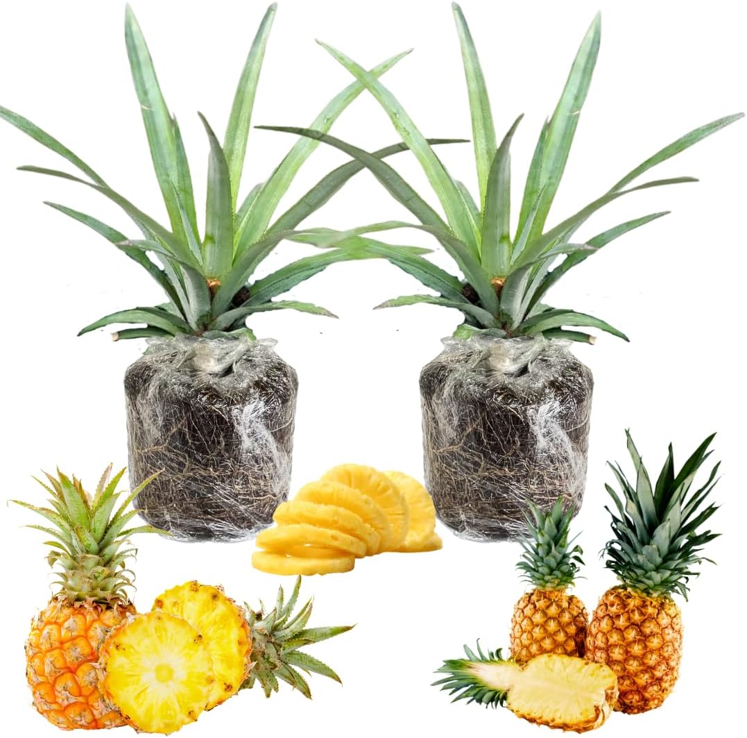 2 Pineapple Plants Live 4 to 7 Inch Tall, Sweet Pineapple Trees Live Plants, Cold Hardy Pineapple Fruit Trees (Elite Gold Pineapple)